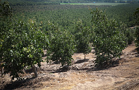 foto-agricola-bandurrias2